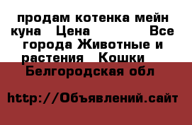 продам котенка мейн-куна › Цена ­ 35 000 - Все города Животные и растения » Кошки   . Белгородская обл.